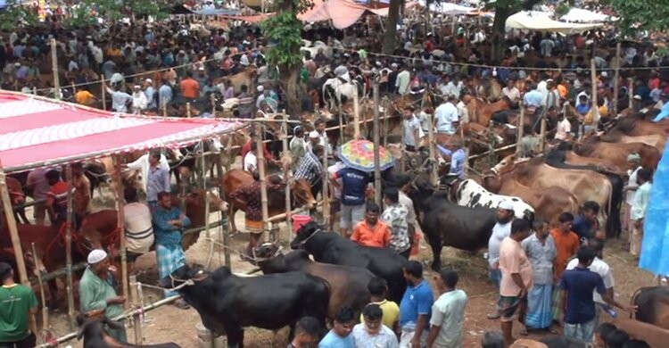 ক্রেতা-বিক্রেতার ভীড়ে মুখর পুটিয়া কোরবানির পশুর হাট